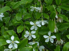 Gardenia resinifera