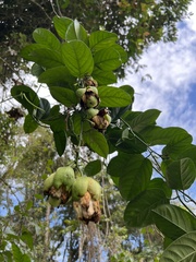 Passiflora ambigua
