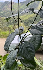 Passiflora ambigua
