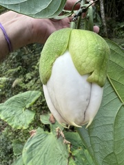 Passiflora ambigua