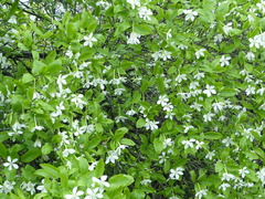 Gardenia resinifera