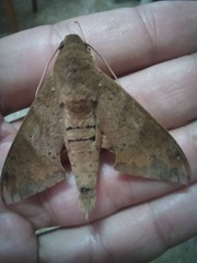 Pachylioides resumens