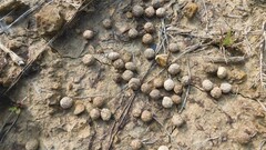 Lepus sinensis formosus