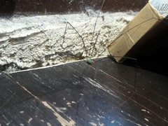 Leiobunum viridorsum