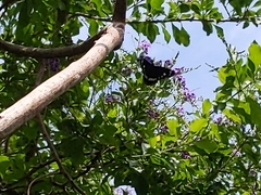 Euploea core corinna