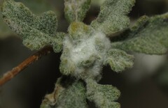 Contarinia partheniicola
