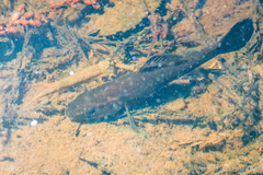 Aphredoderus sayanus