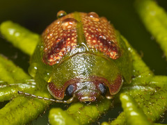 Paropsisterna simsoni