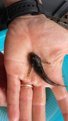 Cottus gobio