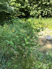 Heliopsis