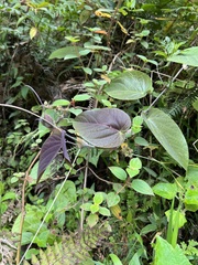 Tiliifolia