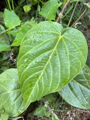 Tiliifolia