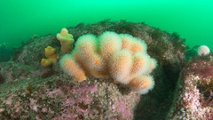 Alcyonium digitatum