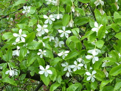 Gardenia resinifera