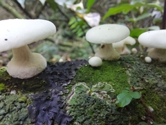 Oudemansiella australis
