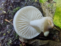 Oudemansiella australis