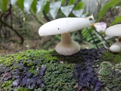 Oudemansiella australis