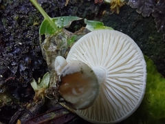 Oudemansiella australis