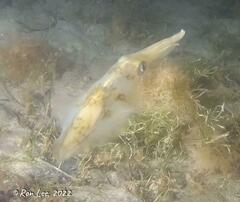 Sepioteuthis australis