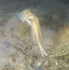 Sepioteuthis australis