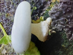 Oudemansiella australis