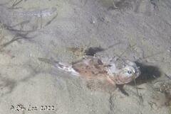 Maxillicosta scabriceps