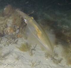 Sepioteuthis australis