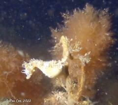 Hippocampus breviceps