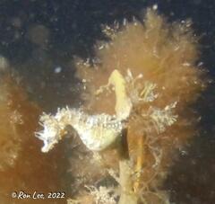 Hippocampus breviceps