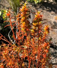 Gyrostemon australasicus