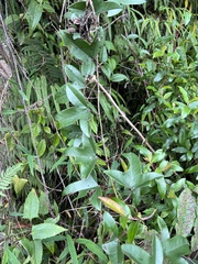 Passiflora cumbalensis