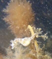 Hippocampus breviceps