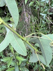 Passiflora cumbalensis