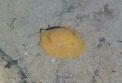 Doriopsilla carneola