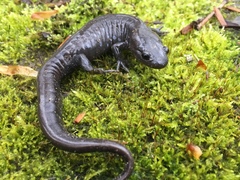 Ambystoma jeffersonianum
