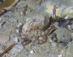 Hapalochlaena maculosa