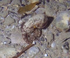 Hapalochlaena maculosa