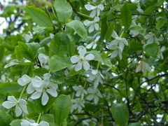 Gardenia resinifera