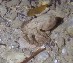 Hapalochlaena maculosa