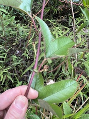 Passiflora cumbalensis
