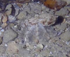 Hapalochlaena maculosa