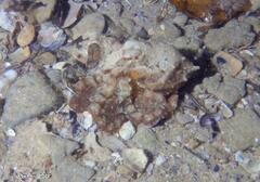 Hapalochlaena maculosa