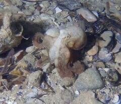 Hapalochlaena maculosa