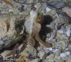 Hapalochlaena maculosa