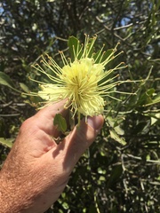 Capparis mitchellii