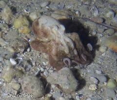 Hapalochlaena maculosa