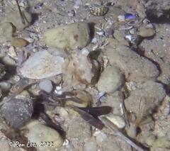 Hapalochlaena maculosa