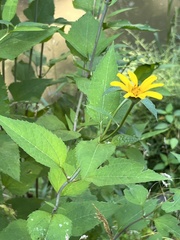 Heliopsis