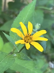 Heliopsis