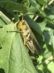 Melanoplus differentialis